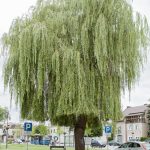 “Drzewo pamięci” Żydów z Góry Kalwarii (fot. A. Jaszczak)